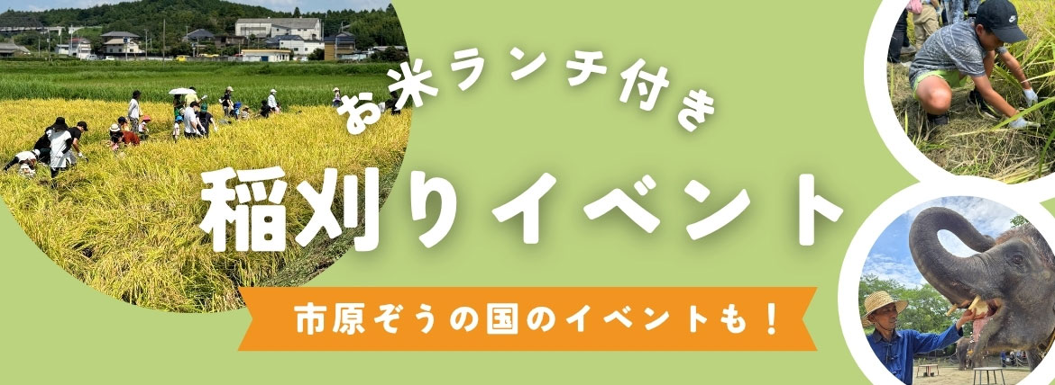 稲刈りイベント