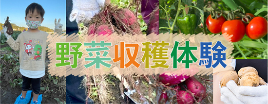 野菜収穫体験開催中！！