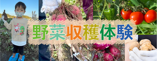 野菜収穫体験開催中!!