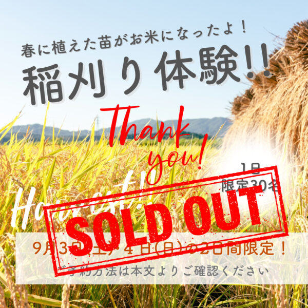 9月3日(土)・4日(日)〜2日間限定〜 稲刈り体験! 満員御礼!!