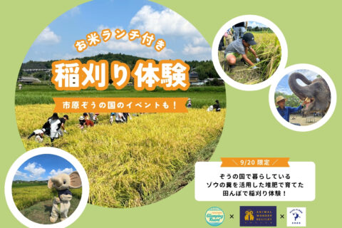 9/20(土) 限定開催 稲刈り体験のご案内
