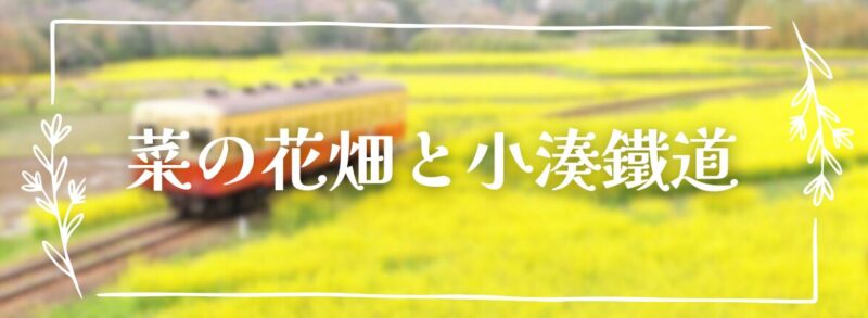 今年も菜の花の季節がやってきます